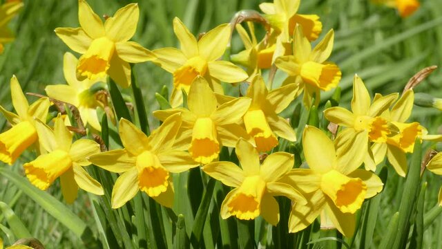 Yellow daffodils,  narcissus flower (Narcissus Pseudonarcissus), Germany      