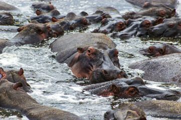 Hippopotamus