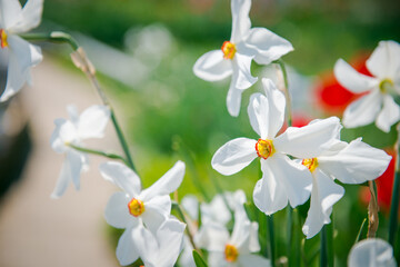 White garden daffodils. Natural flowers daffodils growing in the garden.    Narcissus also known as the daffodil.