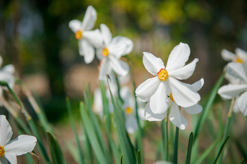 White garden daffodils. Natural flowers daffodils growing in the garden.    Narcissus also known as...