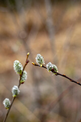 Blooming willow twigs with raindrops on a natural background, horizontal