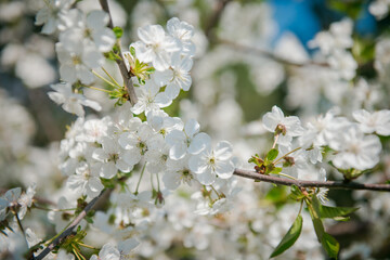 Apple tree blooming. White flowers on tree branch. Spring flowering trees. Cherry blooming trees. 