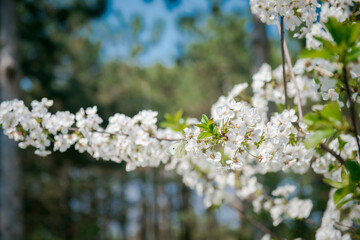Apple tree blooming. White flowers on tree branch. Spring flowering trees. Cherry blooming trees. 