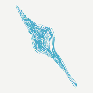 Blue murex shell in cute illustration