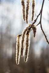 Obraz premium Populus tremula inflorescences on branches.