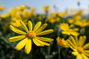 ユリオプスデージー 。Euryops pectinatus or Euryops daisy.
