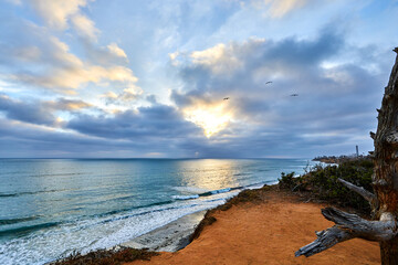 cliffs overlooking carlsbad california beach and dead tree and clouds