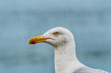 Seagull