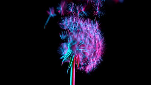 Macro Shot of Dandelion being blown in super slow motion on neon background.