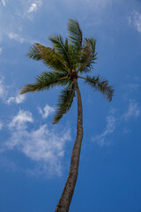 Florida Palm trees blowing in the wind
