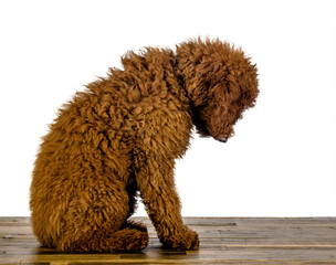 Fluffy Brown Labradoodle Puppy Looking down at wood floor on White Background