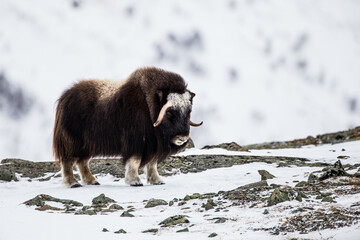 Male Musk Ox walking in the mountains of the in Dovrefjell mountain Park in Norway