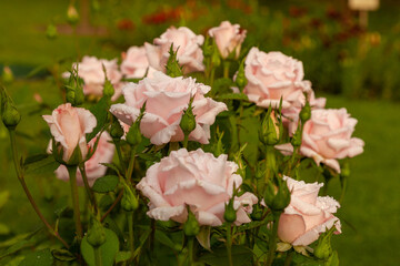 A lush bush of pink roses growing in the garden