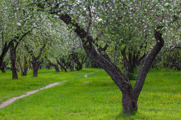 Spring blooming old apple orchard
