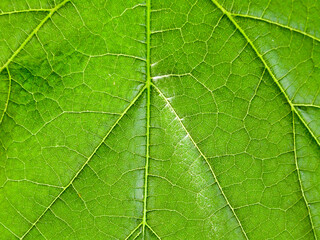 Macro texture of a green tree leaf close-up.Texture or background