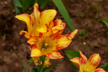 Picturesque yellow-orange lilies with large flowers