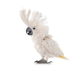 White cockatoo in studio