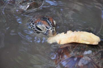 turtle in the water