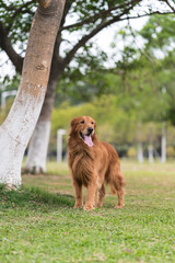 Obraz premium Golden Retriever playing on the grass in the park