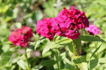Fototapeta premium pink phlox flowers