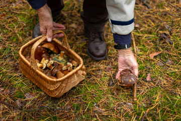 Collecting mushrooms in the forest.