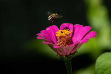 Abeja aflorizando