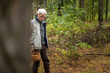 Senior man collecting mushrooms in the forest.