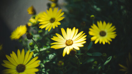 yellow flower