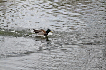 Ducks in a large pond
