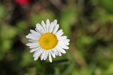 daisy flower closeup