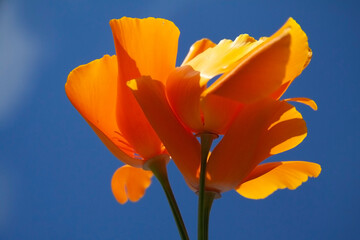orange California poppy (Eschscholzia californica) with blue sky background
