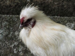 Naklejka premium 美しい烏骨鶏