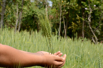 closeup holding hands and caring green wheat stitch plant,environment heal earth and save the world.