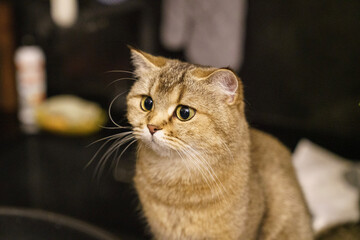 Cat Olive watching closely