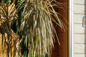 close up of green leaves of dracaena marginata bicolor plant  against  window , minimalistic style.