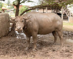 Fototapeta premium buffalo