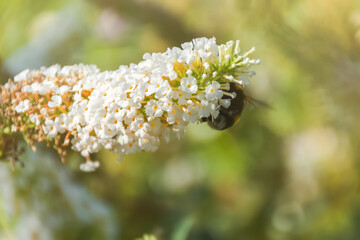 Bumblebee on the white flowers of David's Buddleia. Summer natural atmospheric background. The striped insect collects nectar from the flowers of Buddleja albiflora. Selective focus,blurred background