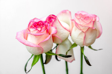 A bouquet of pink roses lies in a box on a white background
