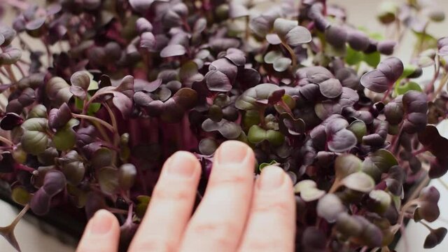 Radish sango microgreens with purple leaves close-up.Slow motion.The concept of healthy eating,vegan concept.Home gardening.