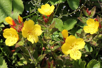 yellow flowers