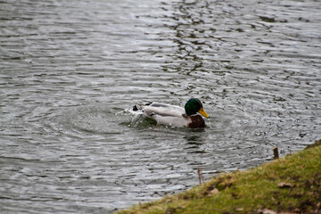 Ducks in a large pond