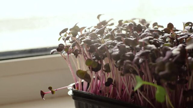 Close-up of radish sango microgreens on a home windowsill.Spraying the sprouts with water from the spray gun.The concept of healthy eating,vegan concept.Home gardening.Plant care.