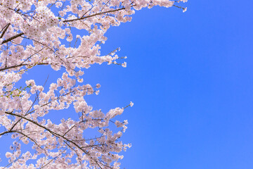 宮城県北部の加護坊山　桜満開