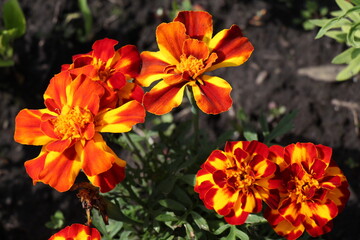 orange marigold flowers in the garden