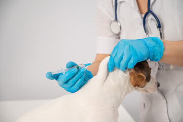 Close-up veterinarian puts medication injection into withers of jack russell terrier dog on white background.