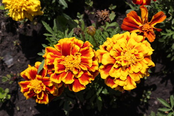 orange marigold flowers in the garden