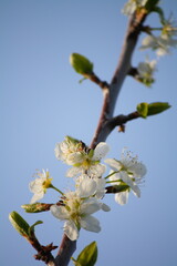 Blossom and the first few leaves on a plum tree in early spring, against a backdrop of a clear blue sky. Shot vertically.