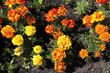 marigold flowers in the garden