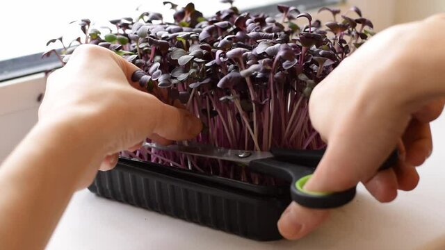 Cutting Radish sango microgreens grown at home on the windowsill.Hands close-up, slow motion.The concept of healthy eating,vegan concept.Home gardening.