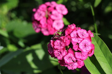 pink flower